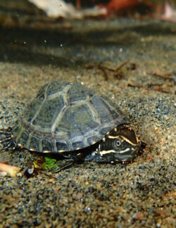 Eastern Musk Turtle