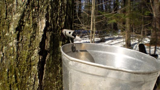 Tapped maple tree to collect sap to make maple syrup