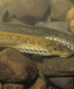 Northern Brook Lamprey