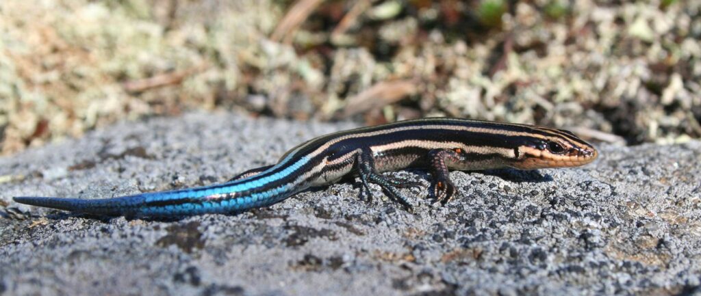 Five-lined Skink