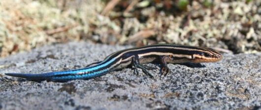 Five-lined Skink by Ontario Nature