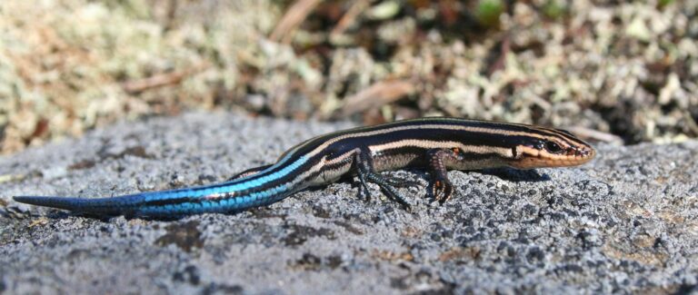 Five-lined Skink by Ontario Nature