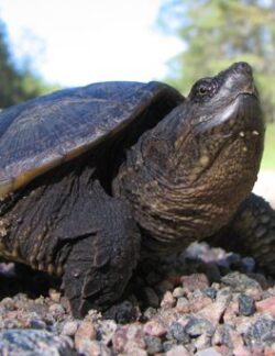 Snapping Turtle