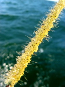 spiny water fleas on fishing line