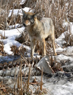 Eastern Wolf