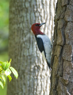 Red-headed Woodpecker